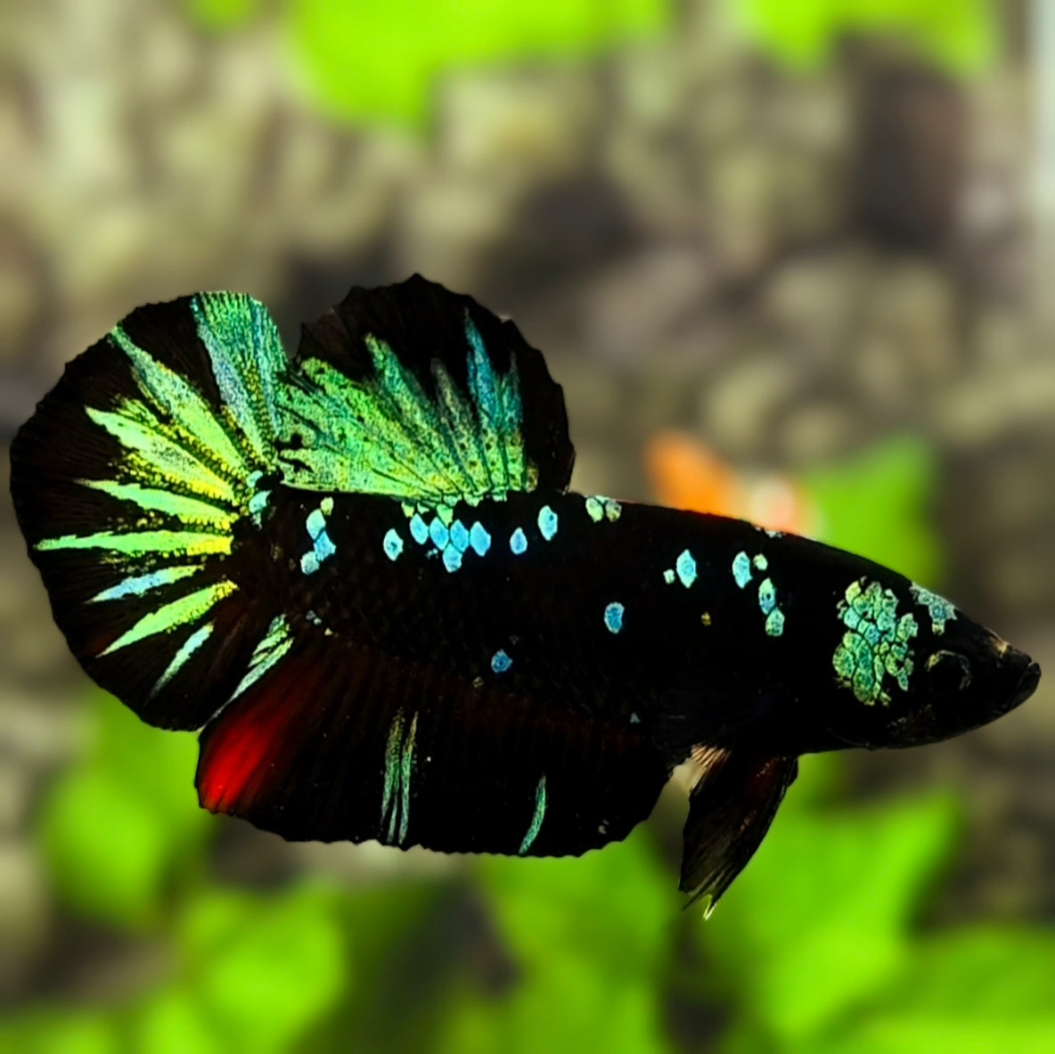 Avatar Blackstar Green HMPK Betta Fish Male
