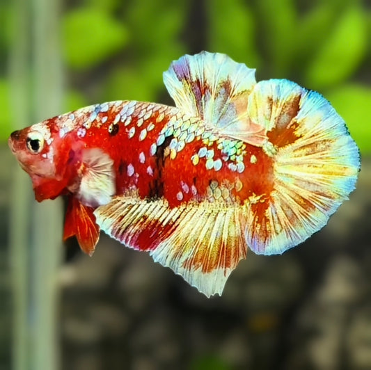 Red Barongsai Gold Galaxy HMPK Betta Fish Male
