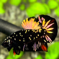 Avatar Blackstar Copper Gold HMPK Betta Fish Male