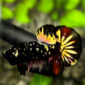 Avatar Blackstar Copper Gold HMPK Betta Fish Male