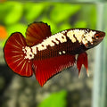 Red Samurai HMPK Betta Fish Male