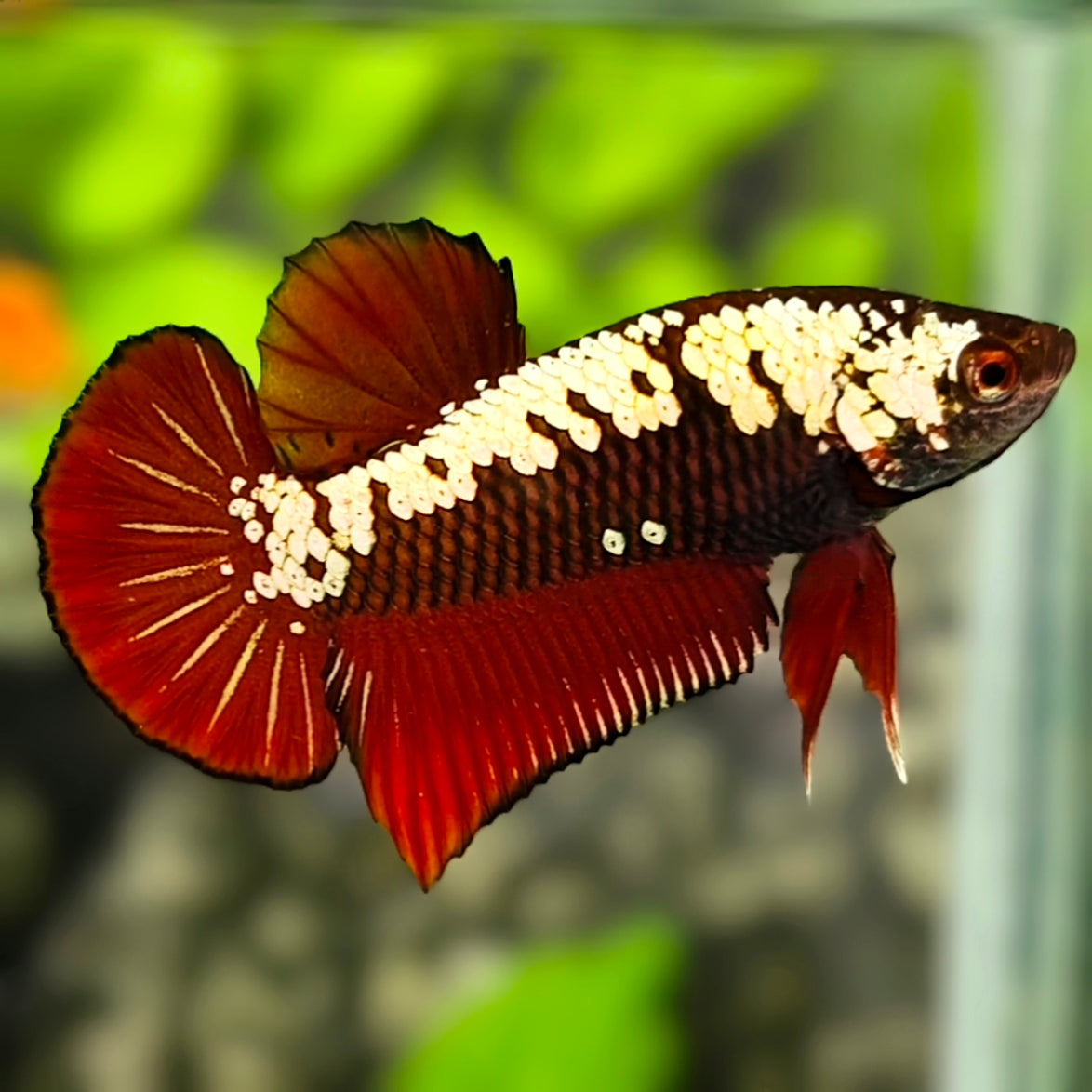 Red Samurai HMPK Betta Fish Male