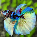 Multicolor Black Koi Galaxy Halfmoon Betta Fish Male