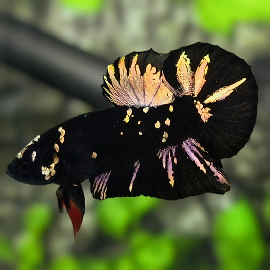 Avatar Blackstar Copper Gold HMPK Betta Fish Male