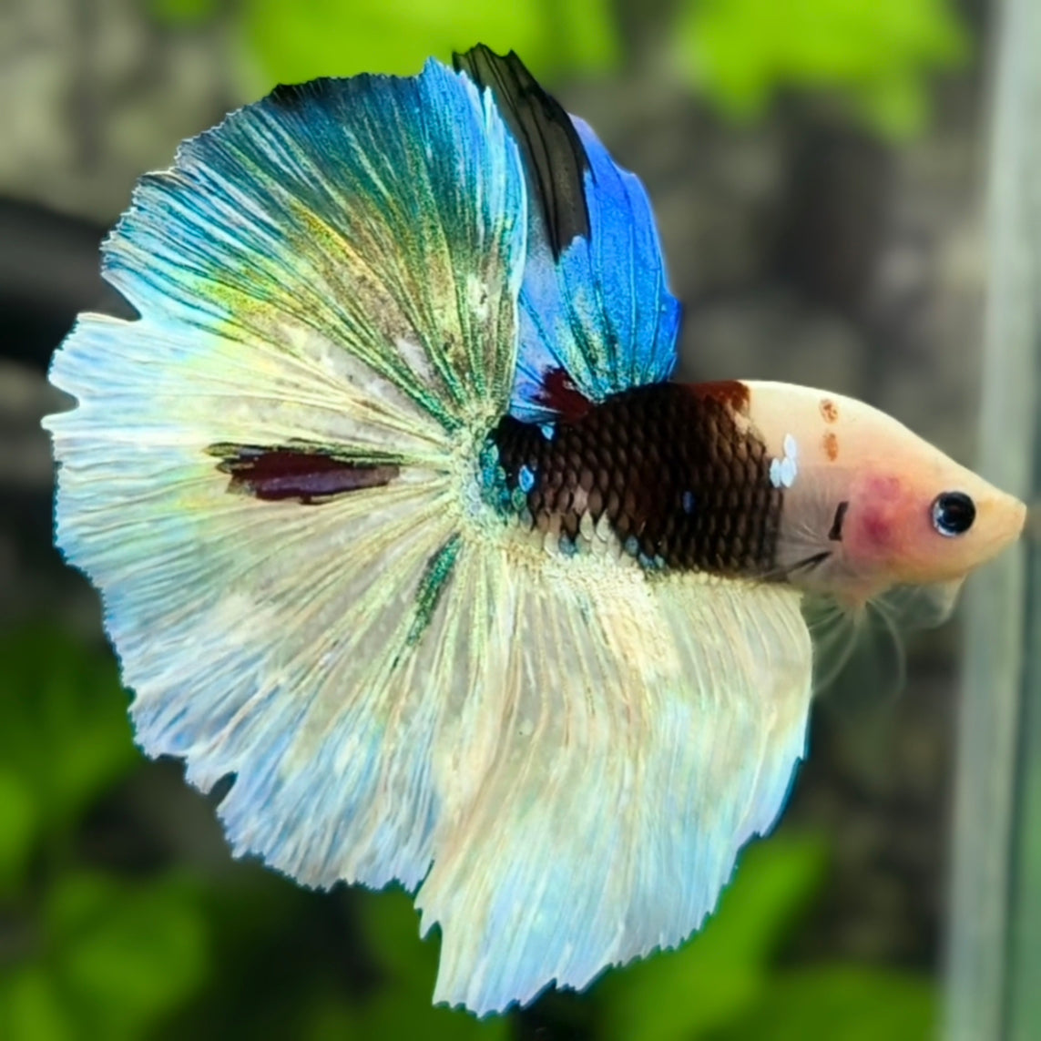 Black Koi Halfmoon Betta Fish Male