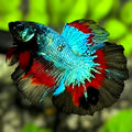 Turquoise Black Orchid Butterfly Halfmoon Betta Fish Male