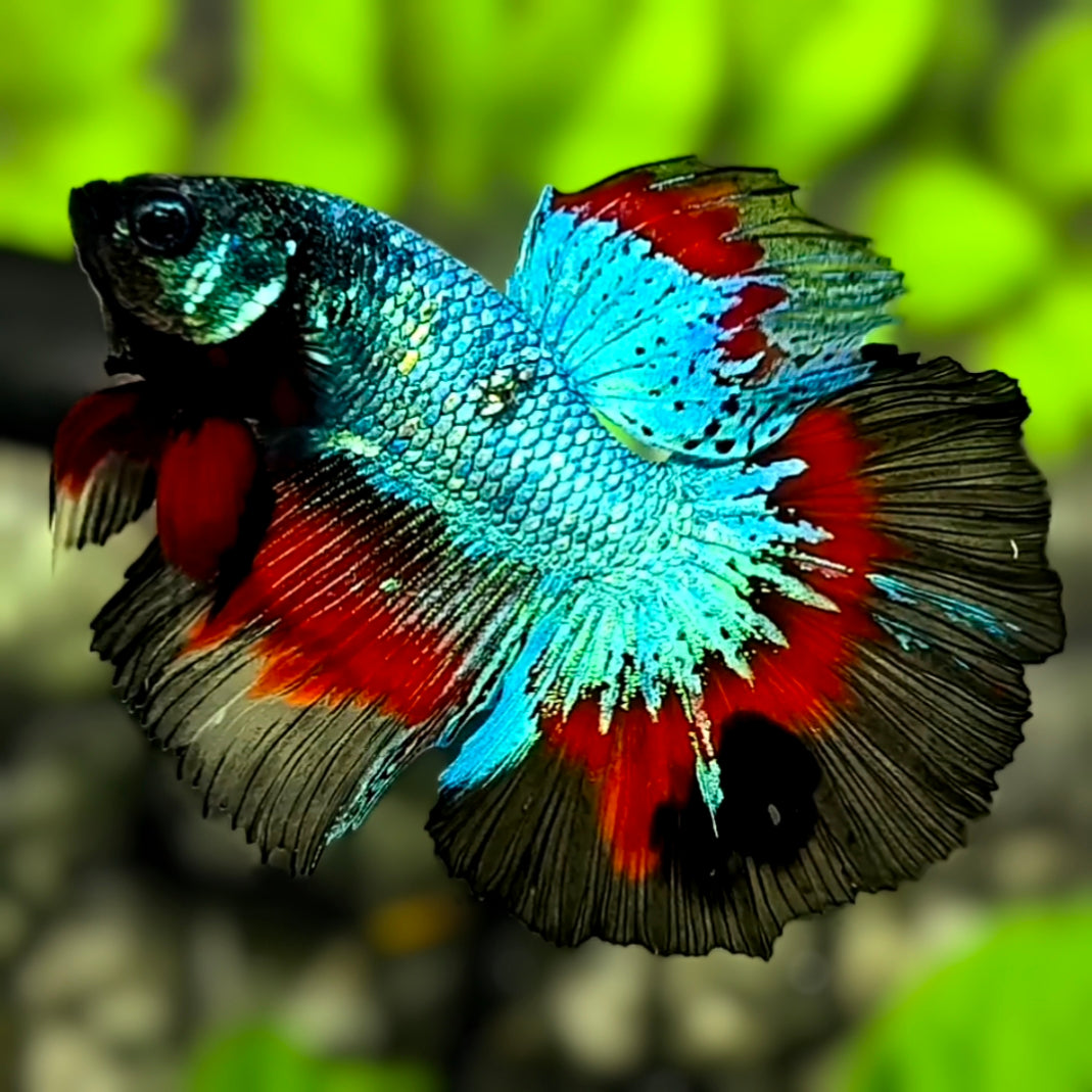 Turquoise Black Orchid Butterfly Halfmoon Betta Fish Male