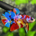 Multicolor Galaxy HMPK Betta Fish Male