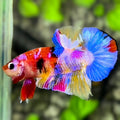 Multicolor Candy Galaxy HMPK Betta Fish Male