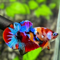 Multicolor Galaxy HMPK Betta Fish Male