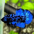 Avatar Blackstar Super Blue HMPK Betta Fish Male
