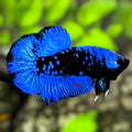 Avatar Super Blue HMPK Betta Fish Male