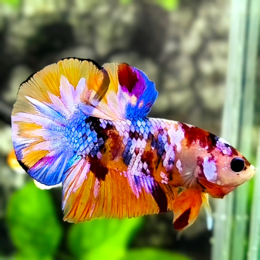 Multicolor Candy Galaxy HMPK Betta Fish Male