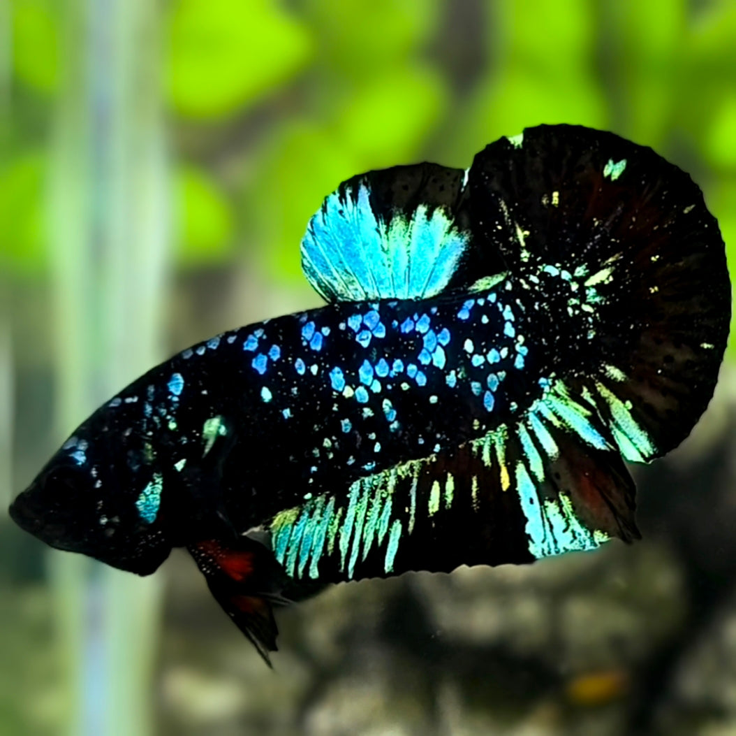 Avatar Blackstar Nebula Turquoise HMPK Betta Fish Male