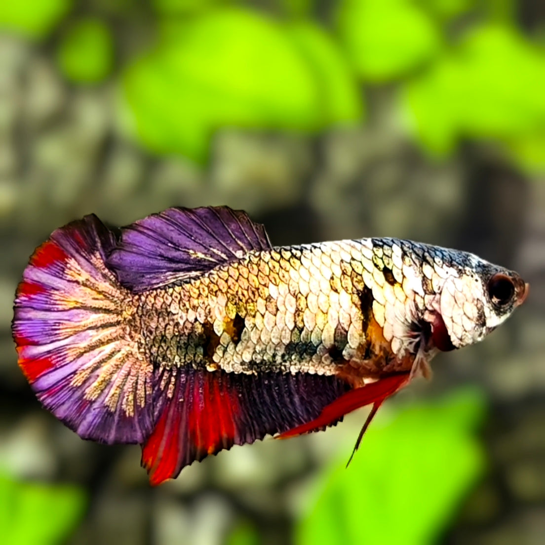 Multicolor Copper Purple HMPK Betta Fish Female For Sorority / Breed