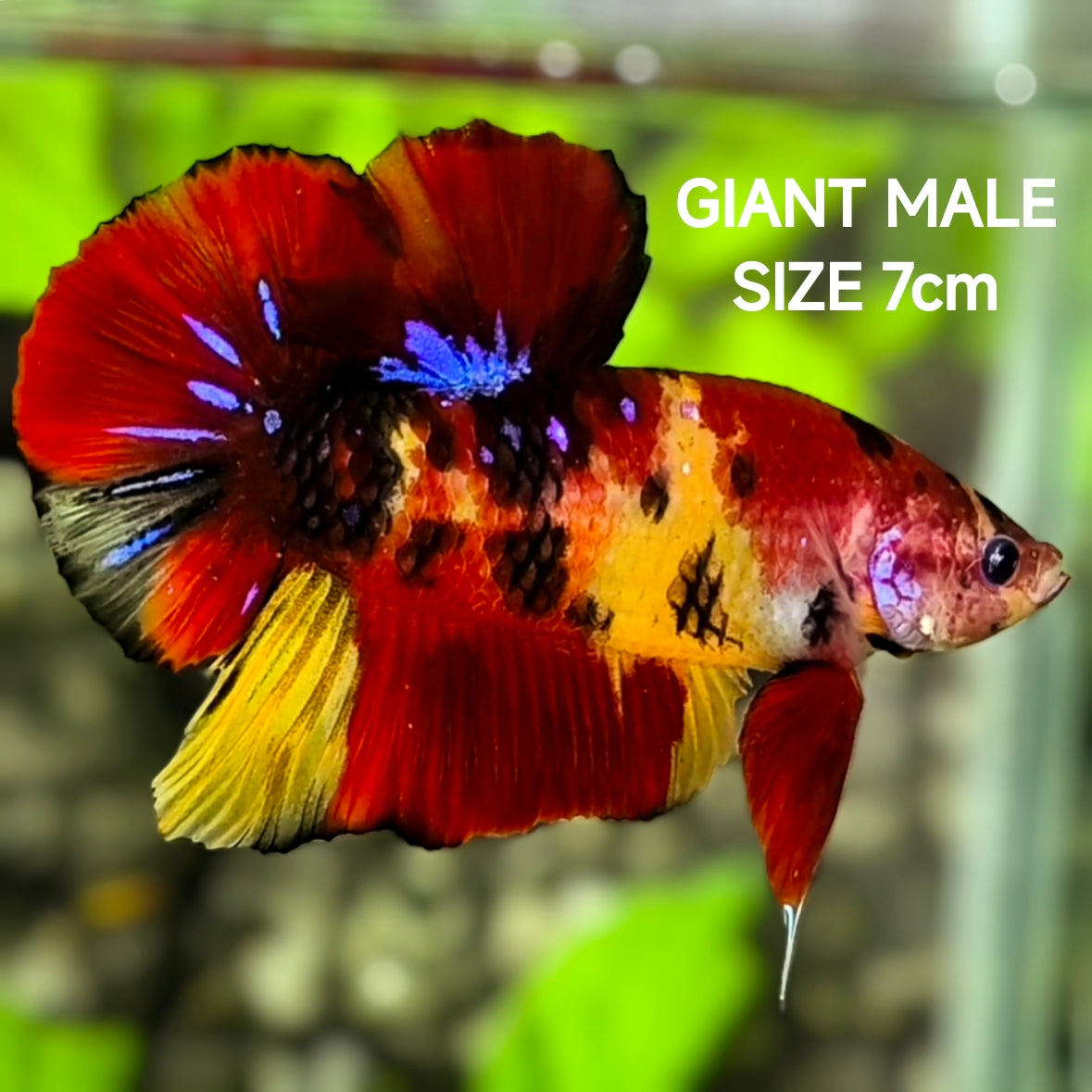 Yellowbase Tiger Koi JUMBO GIANT HMPK Betta Fish Male
