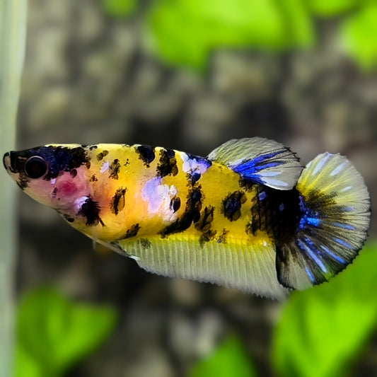 Yellow Tiger Bumble Bee HMPK Betta Fish Female For Sorority / Breed #YKG