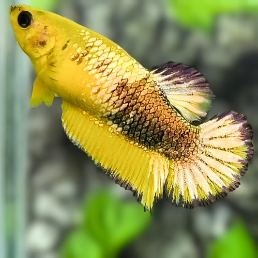 Yellow Fancy Copper Gold HMPK Betta Fish Female For Sorority / Breed