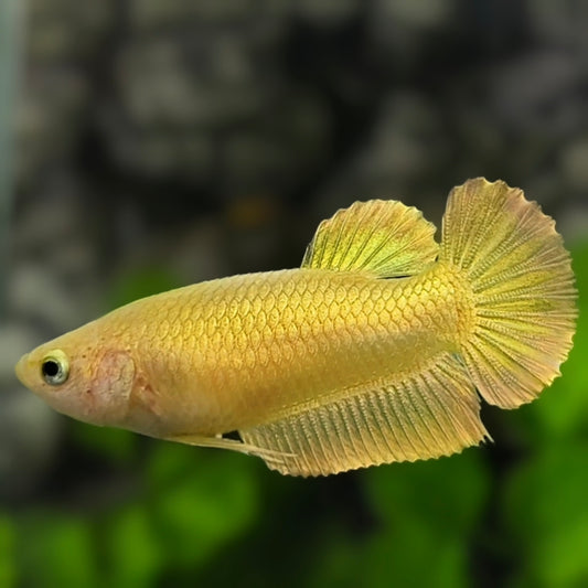 Solid Super Gold 24K HMPK Betta Fish Female For Sorority / Breed