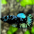 Avatar Blackstar Turquoise HMPK Betta Fish Female For Sorority / Breed