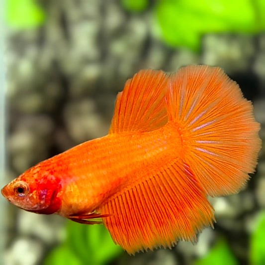 Solid Orange Halfmoon Betta Fish Female For Sorority / Breed