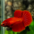 Solid Super Red Halfmoon Betta Fish Female For Sorority / Breed