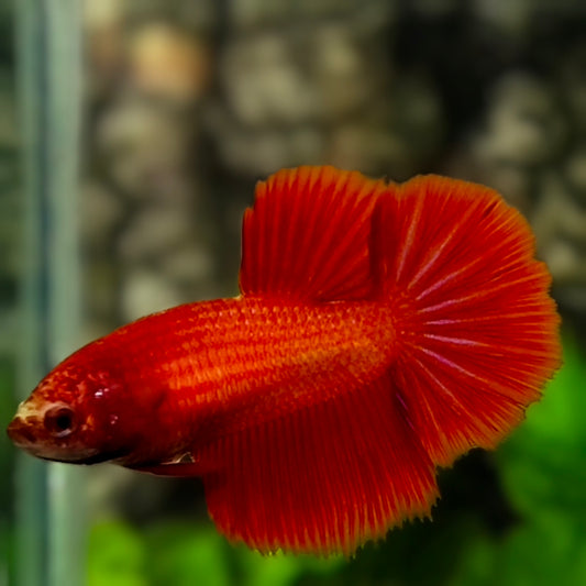 Solid Super Red Halfmoon Betta Fish Female For Sorority / Breed