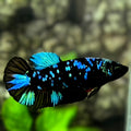 Avatar Blackstar Turquoise HMPK Betta Fish Female For Sorority / Breed