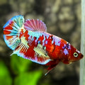 Red Barongsai HMPK Betta Fish Female For Sorority / Breed