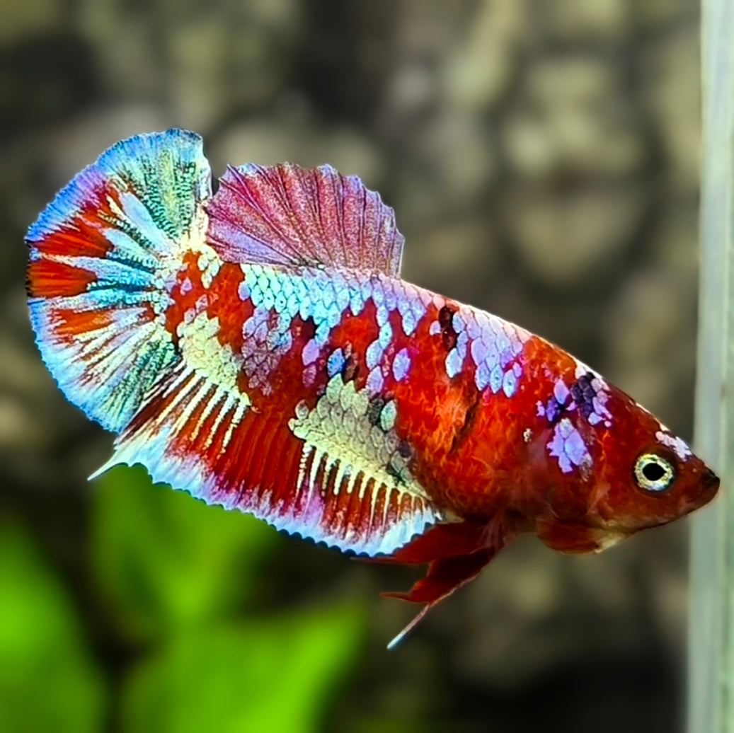 Red Barongsai HMPK Betta Fish Female For Sorority / Breed