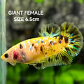 Yellow Koi Tiger Galaxy JUMBO GIANT HMPK Betta Fish Female