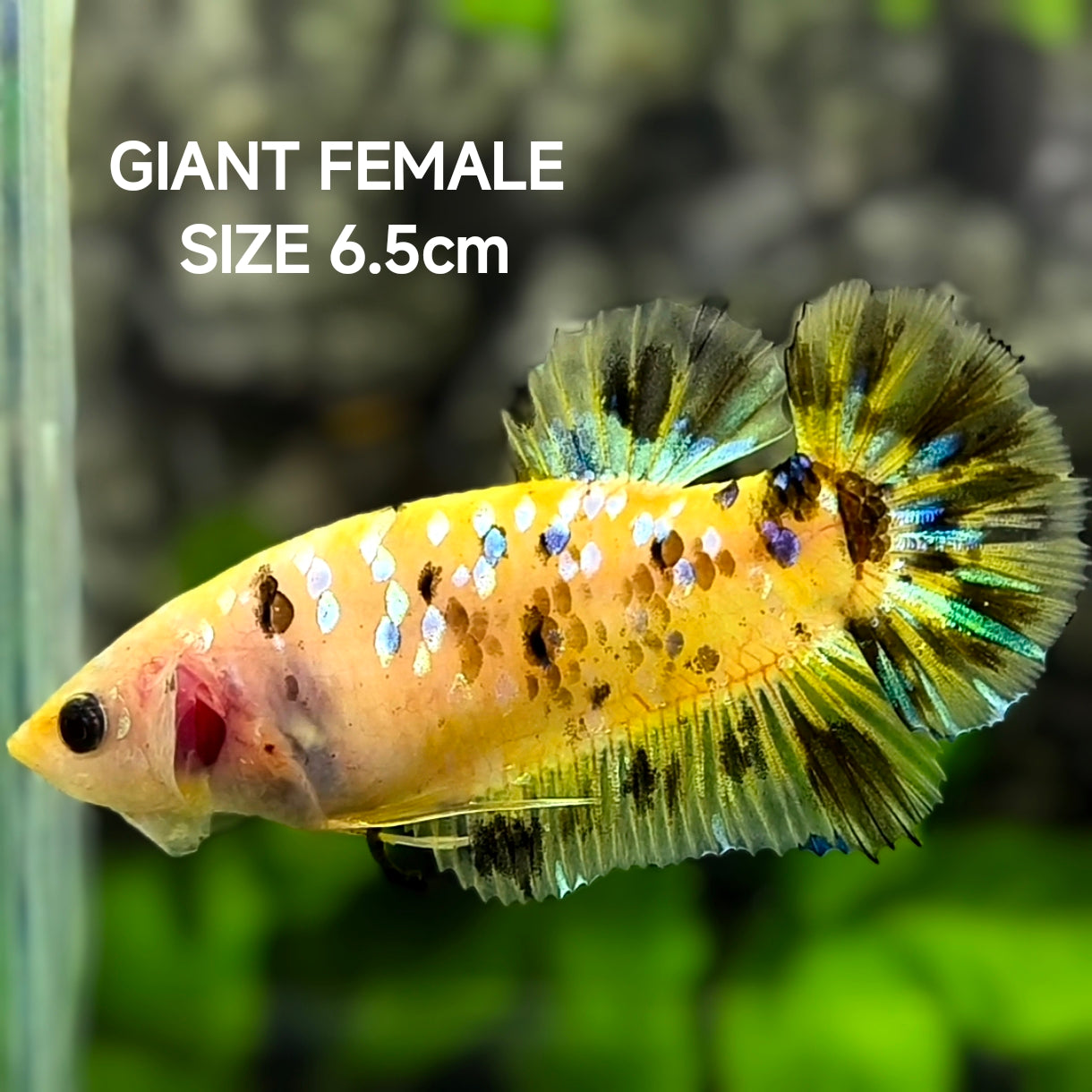 Yellow Koi Tiger Galaxy JUMBO GIANT HMPK Betta Fish Female