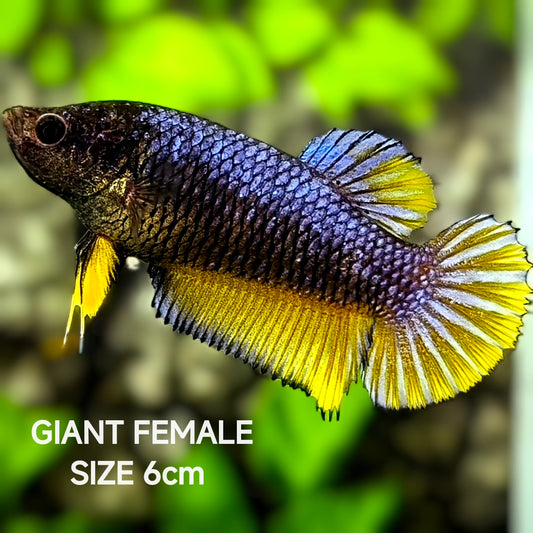Purple Mustard Gass JUMBO GIANT HMPK Betta Fish Female