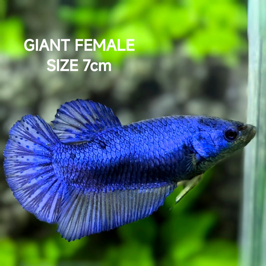Purple Blue JUMBO GIANT HMPK Betta Fish Female