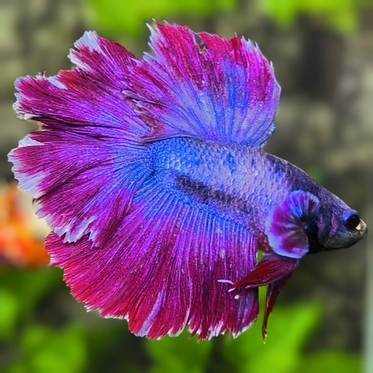 Fancy Purple Pink Big Ear Rosetail Halfmoon Betta Fish Male