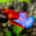 Red Hellboy Blue Tail HMPK Betta Fish Female For Sorority / Breed