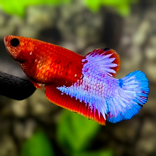 Red Hellboy Blue Tail HMPK Betta Fish Female For Sorority / Breed