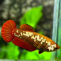 Red Samurai Pineapple HMPK Betta Fish Female For Sorority / Breed