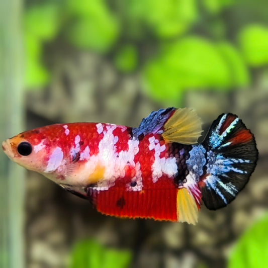 Multicolor Galaxy HMPK Betta Fish Female For Sorority / Breed