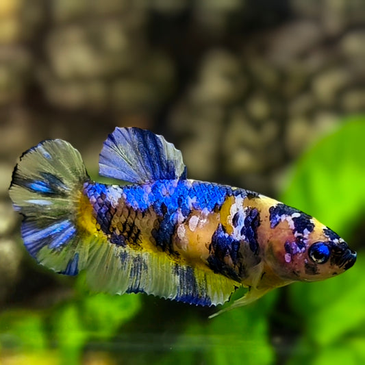 Yellow Blue Koi Galaxy HMPK Betta Fish Female For Sorority / Breed #YKG