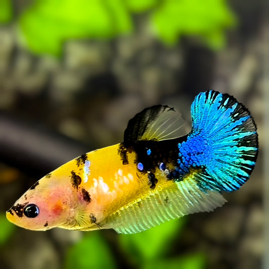 Yellow Blue Tiger Koi Galaxy HMPK Betta Fish Female For Sorority / Breed #YKG