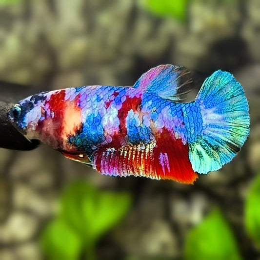 Multicolor Galaxy HMPK Betta Fish Female For Sorority / Breed