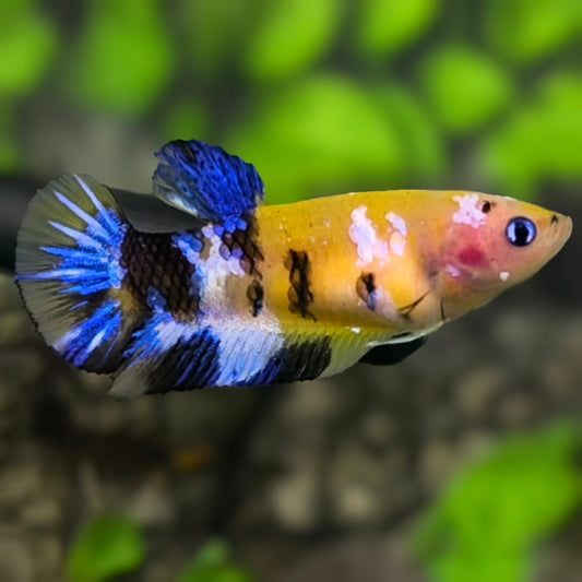Yellow Blue Tiger Koi Galaxy HMPK Betta Fish Female For Sorority / Breed #YKG