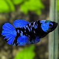 Avatar Blackstar Super Blue HMPK Betta Fish Female For Sorority / Breed