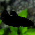 Black HMPK Betta Fish Female For Sorority / Breed