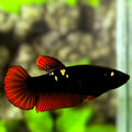 Avatar Blackstar Red Vampire Gold HMPK Betta Fish Female For Sorority / Breed