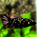 Avatar Blackstar Copper Purple HMPK Betta Fish Female For Sorority / Breed