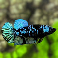 Avatar HMPK Betta Fish Female For Sorority / Breed