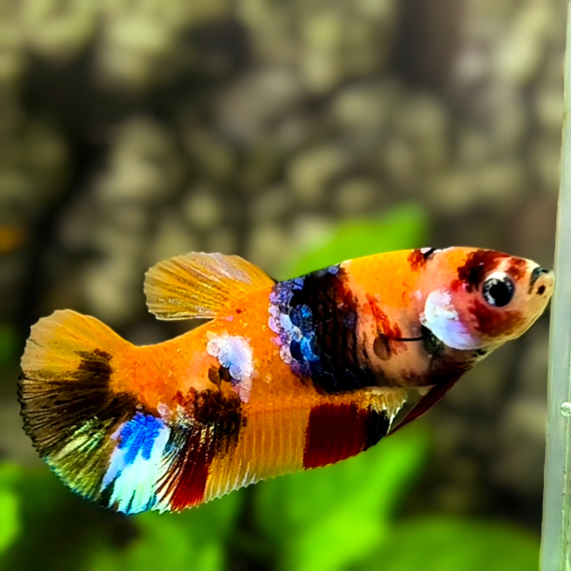 Multicolor Orange Galaxy HMPK Betta Fish Female For Sorority / Breed