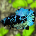 Avatar Blackstar Turquoise Blue HMPK Betta Fish Male